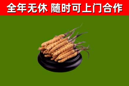 虹口区回收冬虫夏草